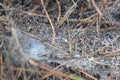 Rain drops on spider web in pine forest closeup Royalty Free Stock Photo