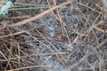 Rain drops on spider web in pine forest closeup Royalty Free Stock Photo