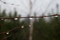 Rain drops on spring birch twig closup selective focus