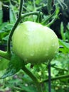 Rain drops on Tomatoe Royalty Free Stock Photo