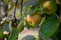 Rain drops on two green brown apple hanging from a tree at sunset Royalty Free Stock Photo