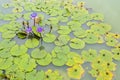 Rain drops water of beautiful purple waterlily or lotus flower in pond Royalty Free Stock Photo