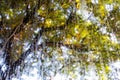 Rain drops, Water drops on mirror window in bokeh green garden background, Selective focus, About Morning, Rainy day concept Royalty Free Stock Photo