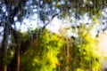 Rain drops, Water drops on mirror window in bokeh green garden background, Selective focus, About Morning, Rainy day concept