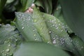 Dew, rain drops, water drops on the leaves of Convallaria mayalis common Lily of the walley Royalty Free Stock Photo