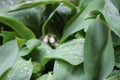 Dew, rain drops, water drops on the leaves of Convallaria mayalis common Lily of the walley Royalty Free Stock Photo