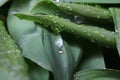 Dew, rain drops, water drops on the leaves of Convallaria mayalis common Lily of the walley Royalty Free Stock Photo