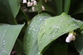 Dew, rain drops, water drops on the leaves of Convallaria mayalis common Lily of the walley Royalty Free Stock Photo