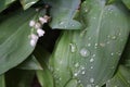 Dew, rain drops, water drops on the leaves of Convallaria mayalis common Lily of the walley Royalty Free Stock Photo