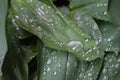 Dew, rain drops, water drops on the leaves of Convallaria mayalis common Lily of the walley Royalty Free Stock Photo