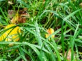 Rain drops on wet grass on lawn in autumn rain Royalty Free Stock Photo