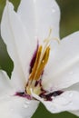 Rain drops on a white gladiolus flower closeup Royalty Free Stock Photo