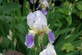 Rain drops on white and violet flower of bearded iris in May Royalty Free Stock Photo