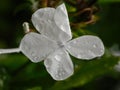 Rain drops on a white Plumbago auriculata flower Royalty Free Stock Photo