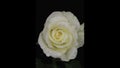 Rain drops on a white rose, approximation