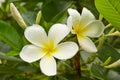 Rain drops on a white tropical flowers in Suphan Buri, Thailand.