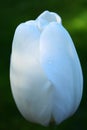 Rain drops on a white tulip Royalty Free Stock Photo