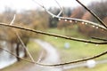 Rain drops on the willow branches in autumn Park Royalty Free Stock Photo