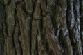 close up tree bark texture. old texture background. tree crust Royalty Free Stock Photo