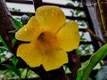 Rain drops on a yellow bell flower