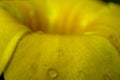 Rain drops  on yellow petal, flower macro shot Royalty Free Stock Photo