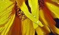 Rain drops on yellow sunflower petaln narrow focus area Royalty Free Stock Photo