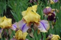 Rain drops on yellow and violet flower of Iris germanica Royalty Free Stock Photo