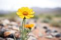 rain falling on a desert marigold