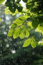 Rain Falling on Green Leafy Tree Royalty Free Stock Photo