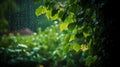 Rain falling on green leaves and branches, raindrop on leaf wallpaper Royalty Free Stock Photo