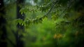 Rain falling on green leaves and branches, raindrop on leaf wallpaper Royalty Free Stock Photo