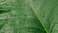 Rain falling on green plant leaf. Kachu pata or mammoth elephant ear bulb with water raindrops. Summer Rain Video Footage. Nature