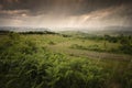 Rain falling over green ferns in summer