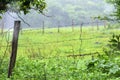 Rain falling on pasture of a brazilian farm