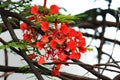 After a rain flowers and tree more beautiful