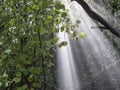 Rain, fog and sunbeams in the forrest. Royalty Free Stock Photo