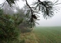 Branches with fir needles and raindrops