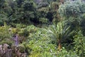 A rain forest in Amazonas