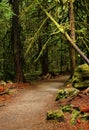 Rain Forest Barefoot Path