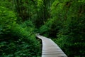 Rain forest boardwalk