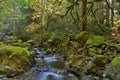 Rain forest and creek Royalty Free Stock Photo