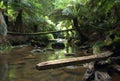 Rain forest creek Royalty Free Stock Photo