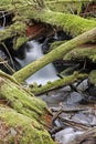 Rain forest creek water flow