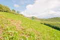 Rain forest destruction Royalty Free Stock Photo