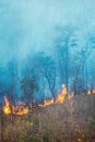 Rain forest fire disaster is burning caused by humans Royalty Free Stock Photo
