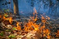 Rain forest fire disaster is burning caused by humans