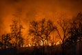 Rain forest fire disaster is burning caused by human Royalty Free Stock Photo