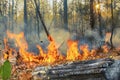 Rain forest fire disaster is burning caused by humans Royalty Free Stock Photo