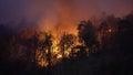 Rain forest fire disaster burning caused by humans