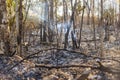 After rain forest fire disaster burning caused by humans Royalty Free Stock Photo